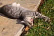 Grey cat lying down yawning © Arena Photo UK