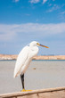 Little egret (egretta garzetta) at wild life