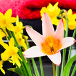 Bright colourful flowers