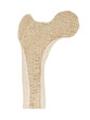 Bone sectional view (Knochen Querschnitt)