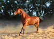 Photo: Bay thoroughbred horse runs gallop Bay thoroughbred horse runs gallop