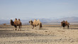 Bactrian camel in the steppes of Mongolia