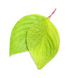 Group of leafs