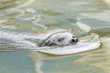 Grey seal swimming