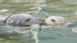 Adult and yound grey seal