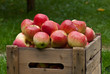 Photo: apples apples