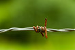 Barbed wire