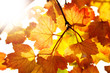 Herbstblätter am Baum