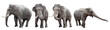 Elephants collection isolated on white