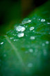 Macro, leaf with dew