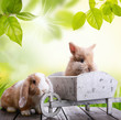 kaninchen in der natur