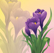 Spring crocus flowers on a pastel background.
