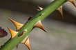 Thorns