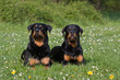 Rottis