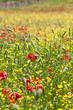 Motley grass