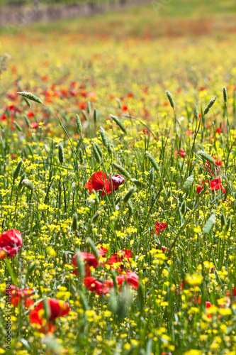 Photo: Motley grass Motley grass