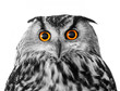 big eyed owl