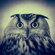 owl looking at camera