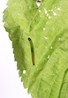 Moth caterpillar on a leaf