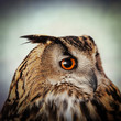 owl staring