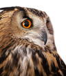 owl close up