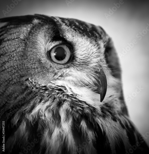 Photo: owl black and white owl black and white
