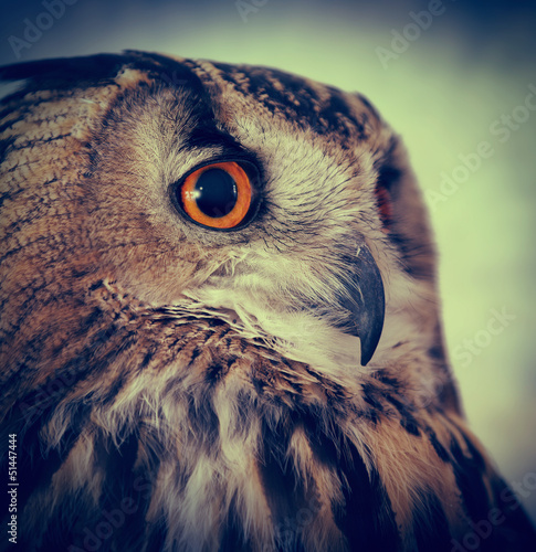 Photo: close up owl close up owl