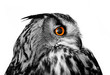owl looking right