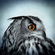 wide eyed owl