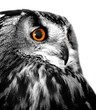 owl white background