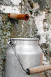 Photo: collecting birch juice collecting birch juice
