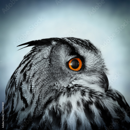Photo: wide eyed owl wide eyed owl