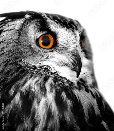 Photo: owl white background owl white background