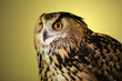 owl watching