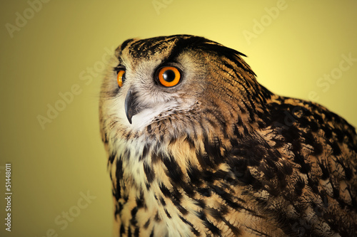 Photo: owl watching owl watching