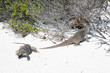 Photo: Cyclura nubila, Cuban rock iguana, Cuban ground iguana Cyclura nubila, Cuban rock iguana, Cuban ground iguana