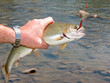 Photo: trota trota