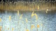 Video: Reeds at the edge of a calm river Reeds at the edge of a calm river
