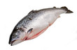 salmone norvegese isolato su sfondo bianco
