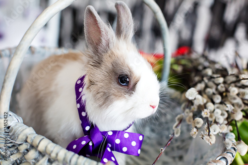 Photo: Easter rabbit Easter rabbit