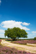 Heather flowers in landscape
