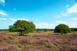 Heather flowers in landscape