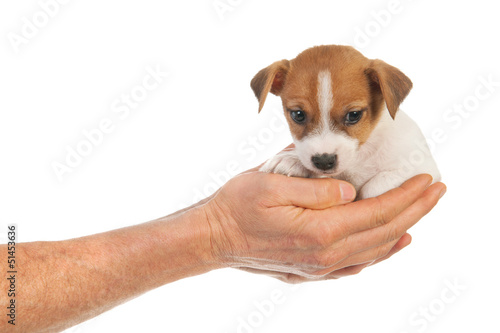Photo: Holding cute puppy in hands Holding cute puppy in hands