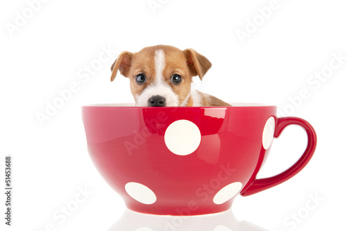 Photo: Jack Russel puppy in red cup Jack Russel puppy in red cup