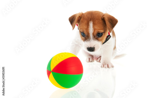 Photo: Six weeks old Jack Russel with ball Six weeks old Jack Russel with ball