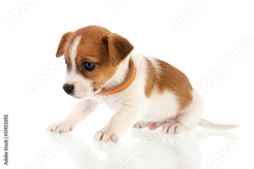 Photo: Six weeks old Jack Russel Six weeks old Jack Russel