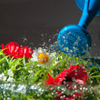 Watering flowers