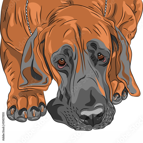 Vector: vector close-up sketch domestic dog Great Dane breed vector close-up sketch domestic dog Great Dane breed
