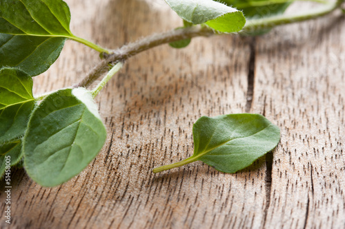 Photo: Fresh oregano sprig over wooden table Fresh oregano sprig over wooden table