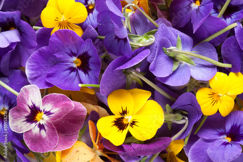 Photo: Bunch of violet eatable flowers Bunch of violet eatable flowers